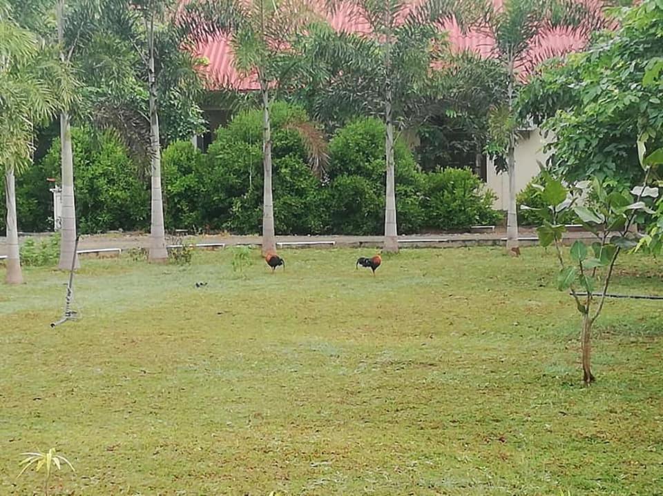 Hotel Tree Garden Wilpaththu Nochchiyagma Anuradhapura Nochchiyagama Buitenkant foto